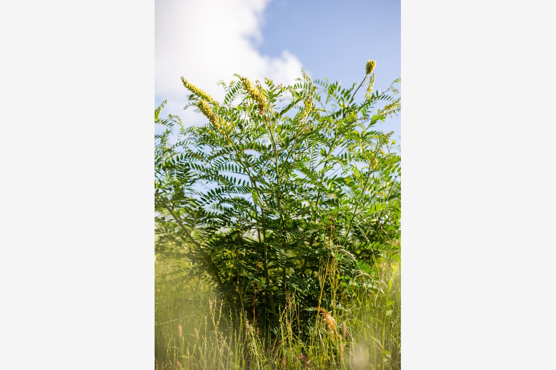 内山慎也が撮影した「植物」の写真