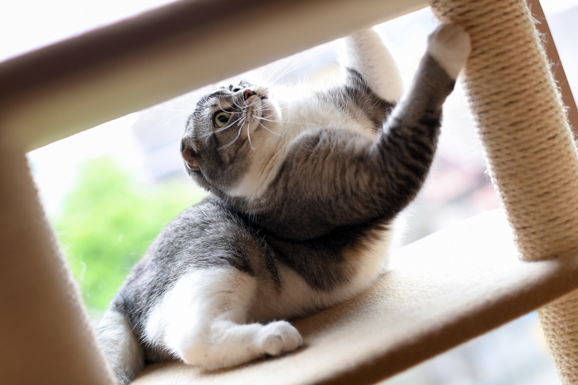 （有）カラーフィールドが撮影した「広告用撮影」の写真