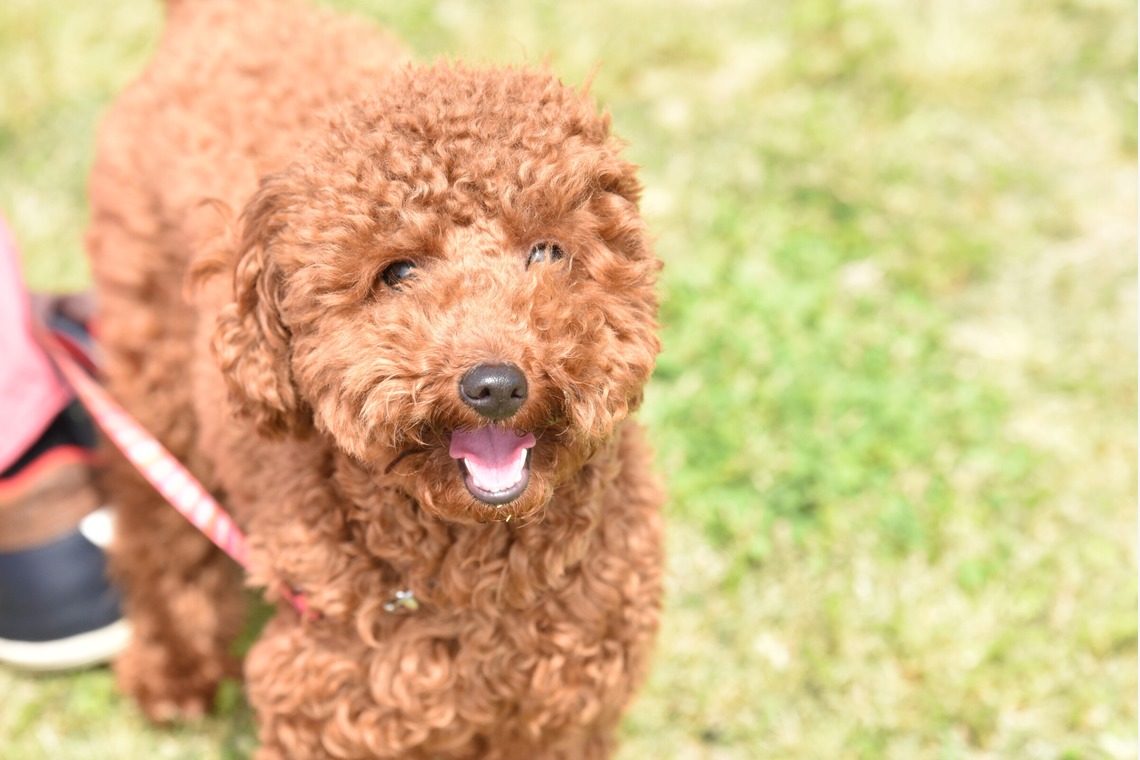 大熊和輝が撮影した「ペット撮影」の写真
