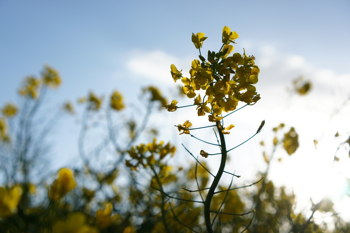 出張撮影のメモリーズが撮影した写真のアルバム「nature-アラカルト」