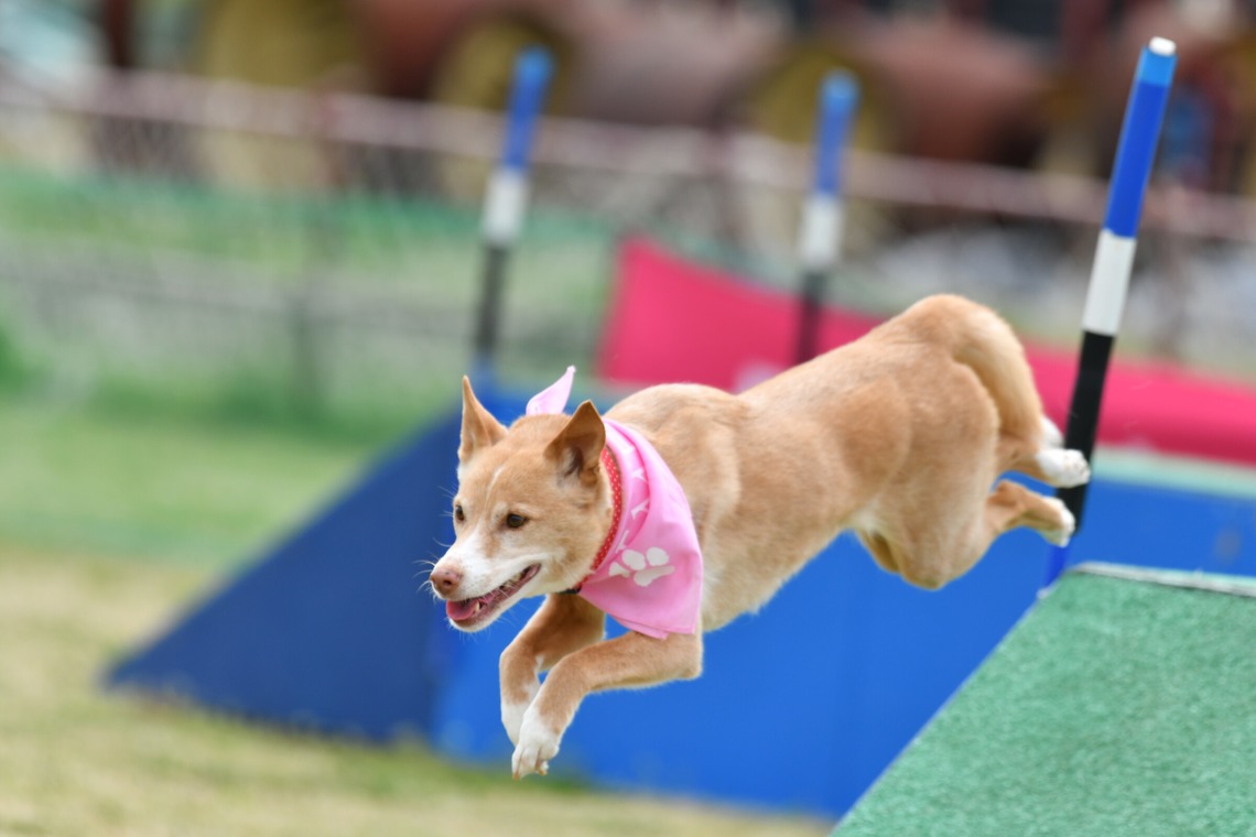 スタジオファンタスが撮影した写真のアルバム「ドッグスポーツエクストリーム」