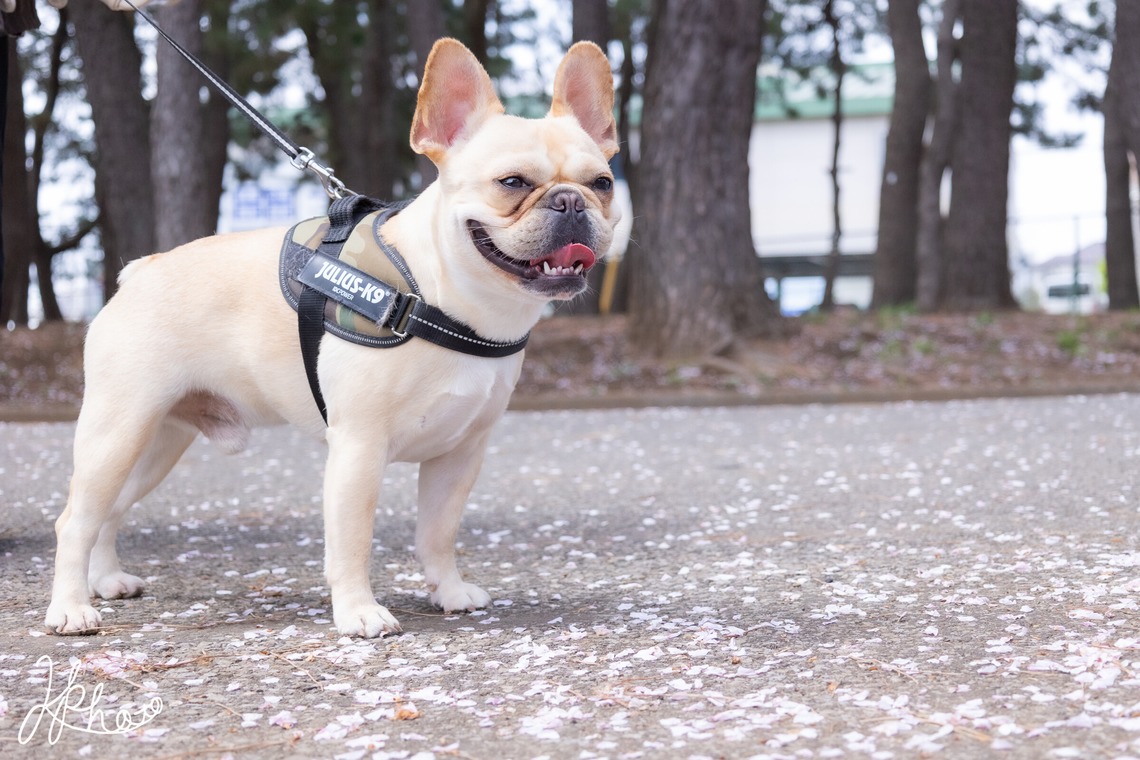 大森光太郎・K-PHOTOが出張撮影した家族写真(キッズ,ベビーフォト)などが写った「ペット撮影」の家族写真