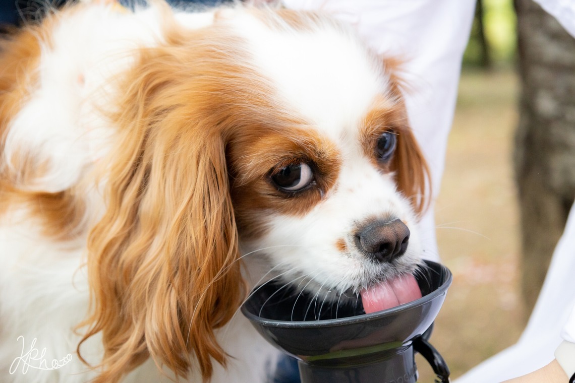 大森光太郎・K-PHOTOが出張撮影した家族写真(キッズ,ベビーフォト)などが写った「ペット撮影」の家族写真