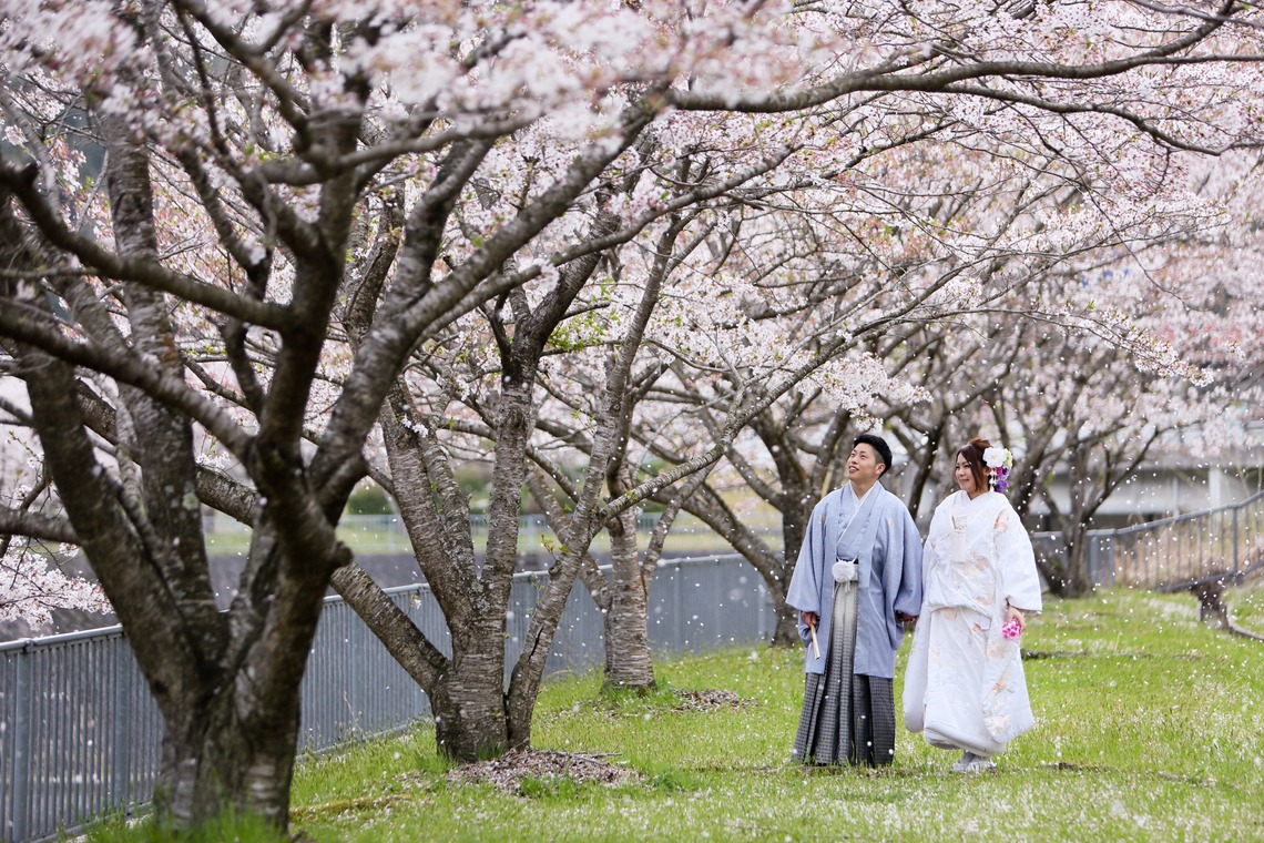 KIKIウェディングが撮影した「桜　桜　桜」の写真