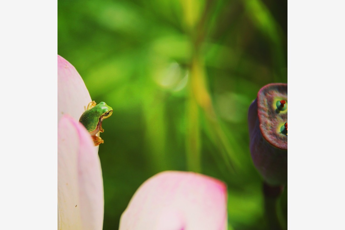 舞が撮影した写真のアルバム「自然」