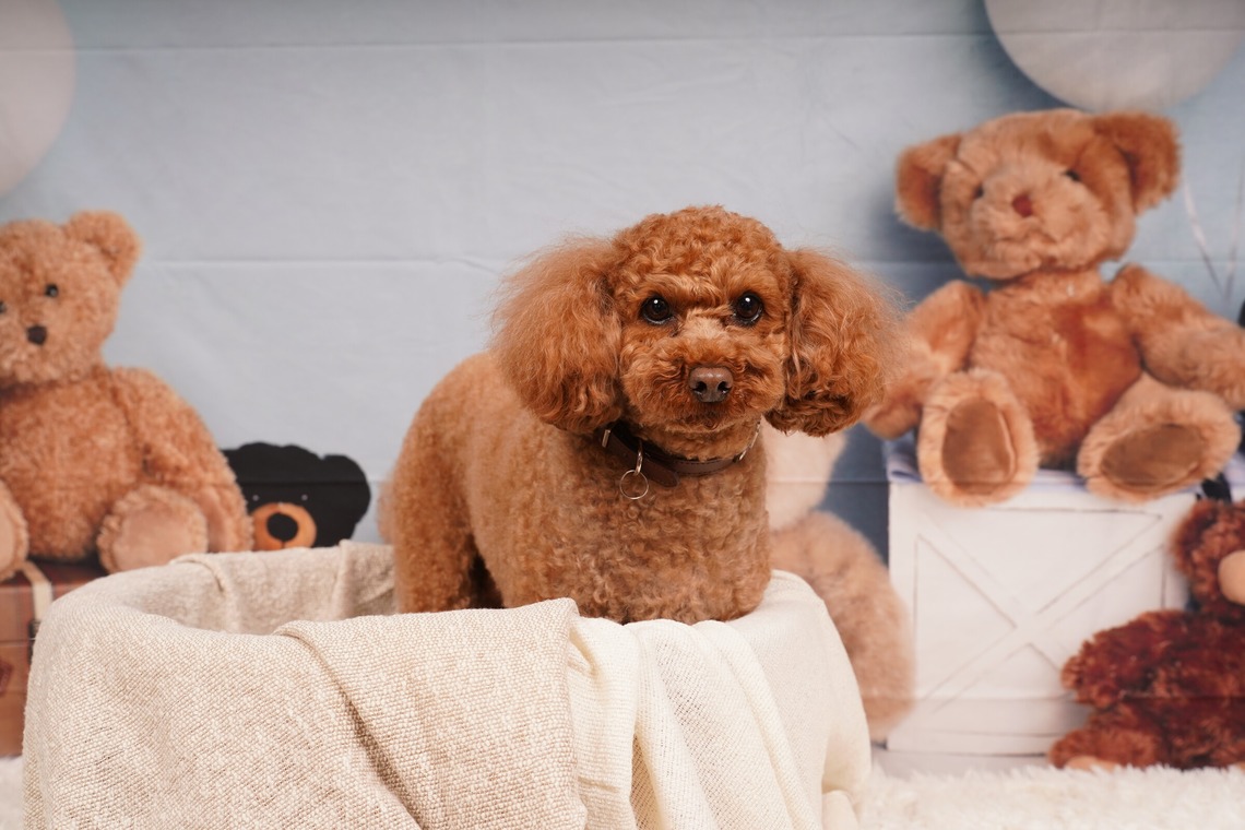 スタジオ　まるが撮影した「ペット撮影」の写真