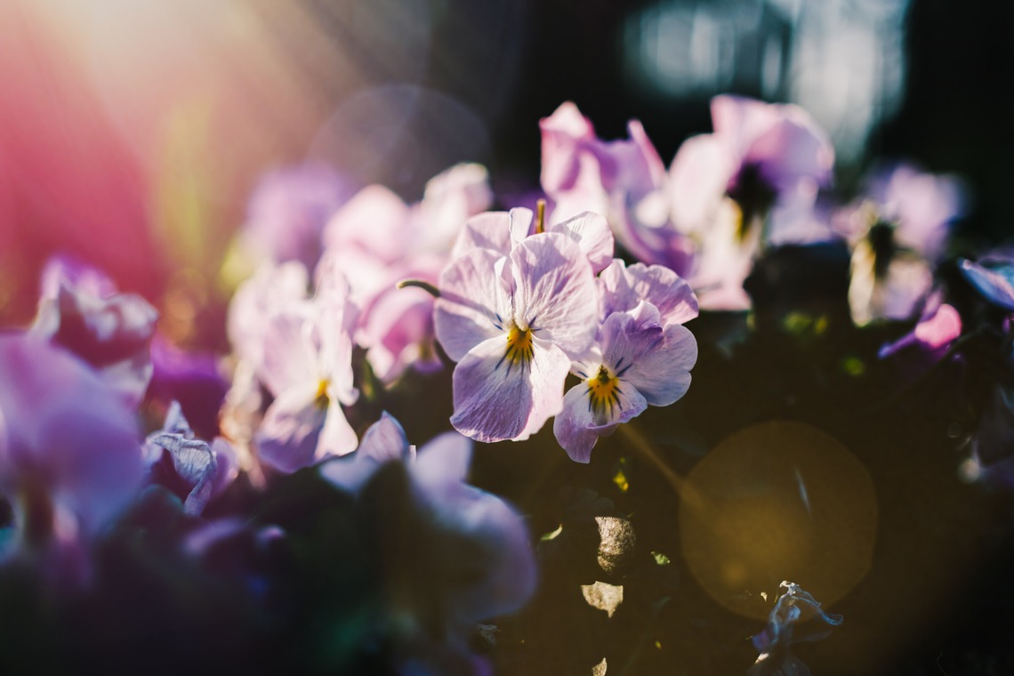 堀内 陽希が撮影した「植物」の写真