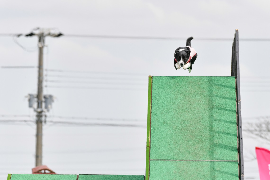 スタジオファンタスが撮影した写真のアルバム「ドッグスポーツエクストリーム」