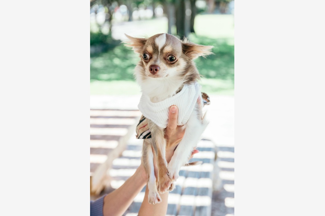 ポートレート沖縄が撮影した「ペット撮影」の写真