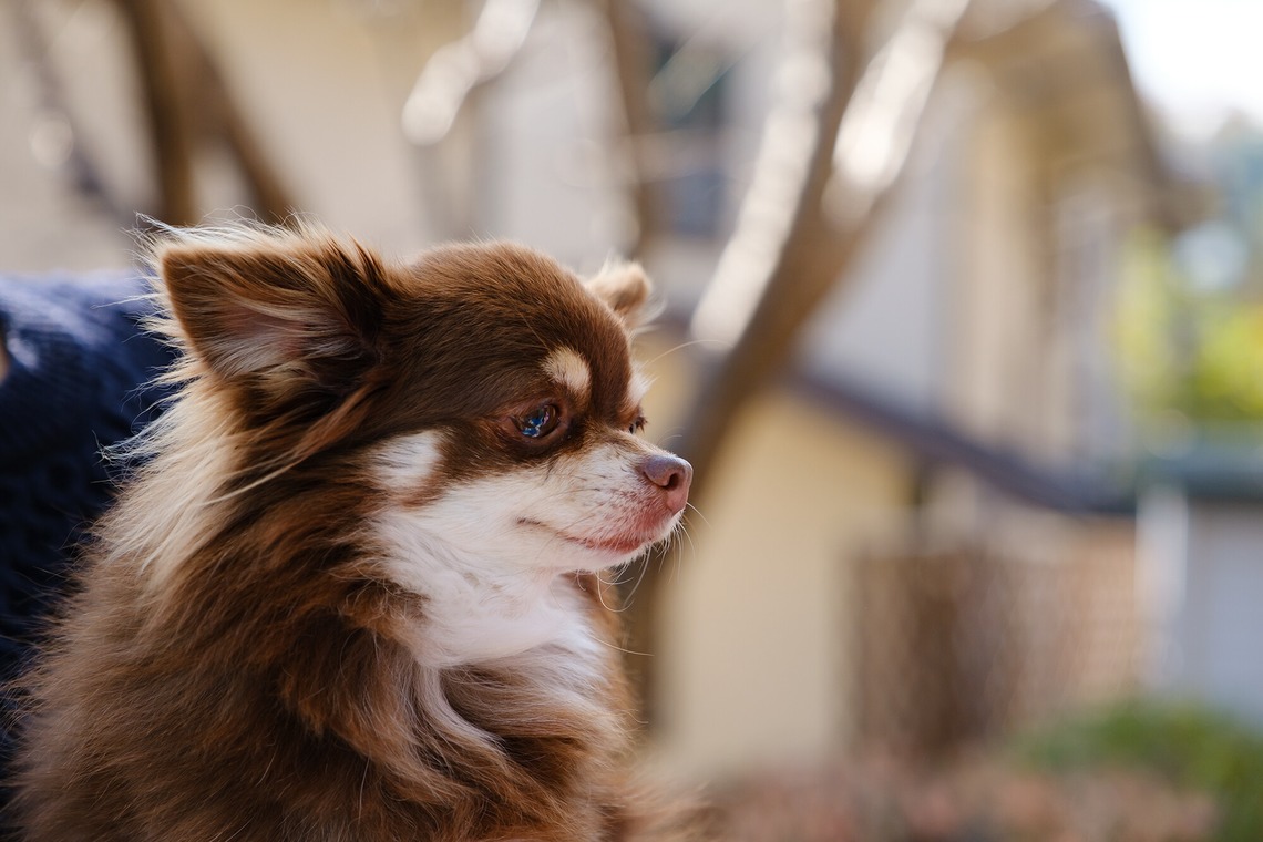高夏写真店が撮影した写真のアルバム「プロフィール写真の撮影」