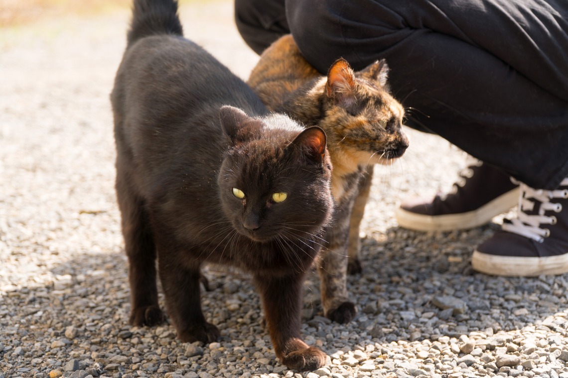 studio white alice 五十嵐啓が撮影した写真のアルバム「動物」