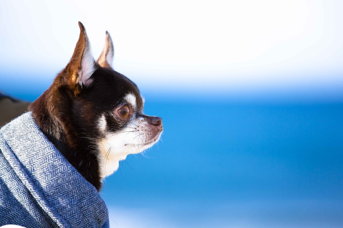 松井シンジが撮影した「ペット」の写真