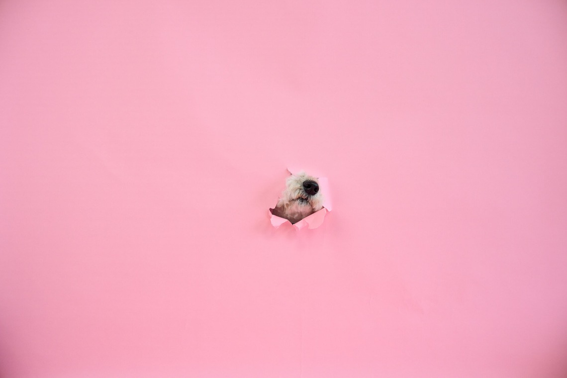 クリエイティブツリーが撮影した写真のアルバム「ペット撮影」