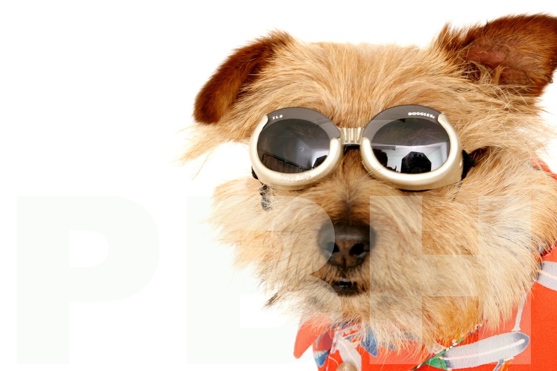 Hiroが撮影した「ペット撮影」の写真