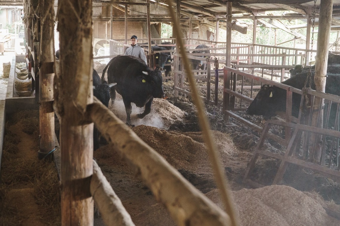 studio cactusが撮影した「農家 - 風景／人物／牛」の写真