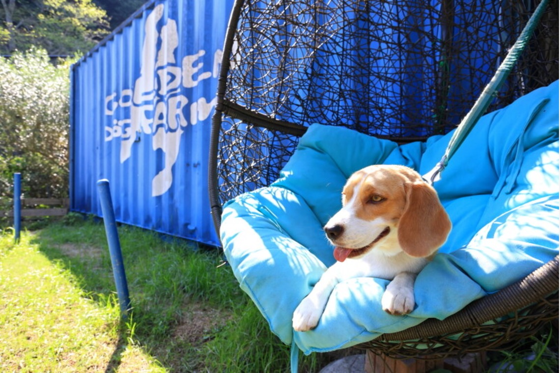 CREAMYが撮影した「ペット」の写真