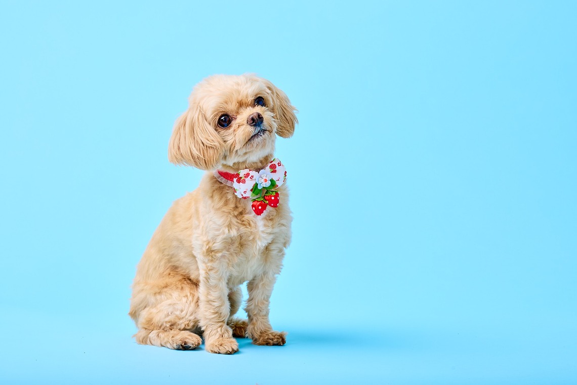 クリエイティブツリー