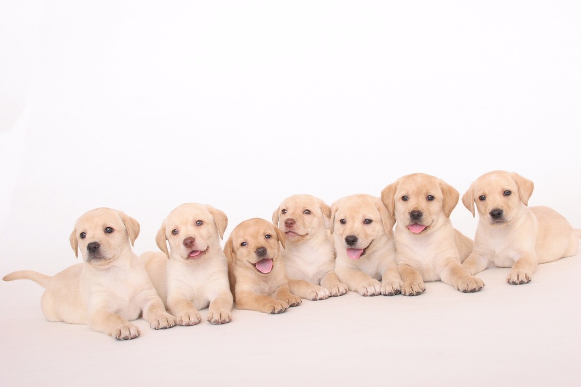 Hiroが出張撮影した家族写真(キッズ,ベビーフォト)などが写った「ペット撮影」の家族写真