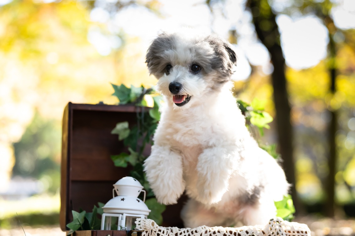 KOGA写真が撮影した「犬・わんこ撮影」の写真
