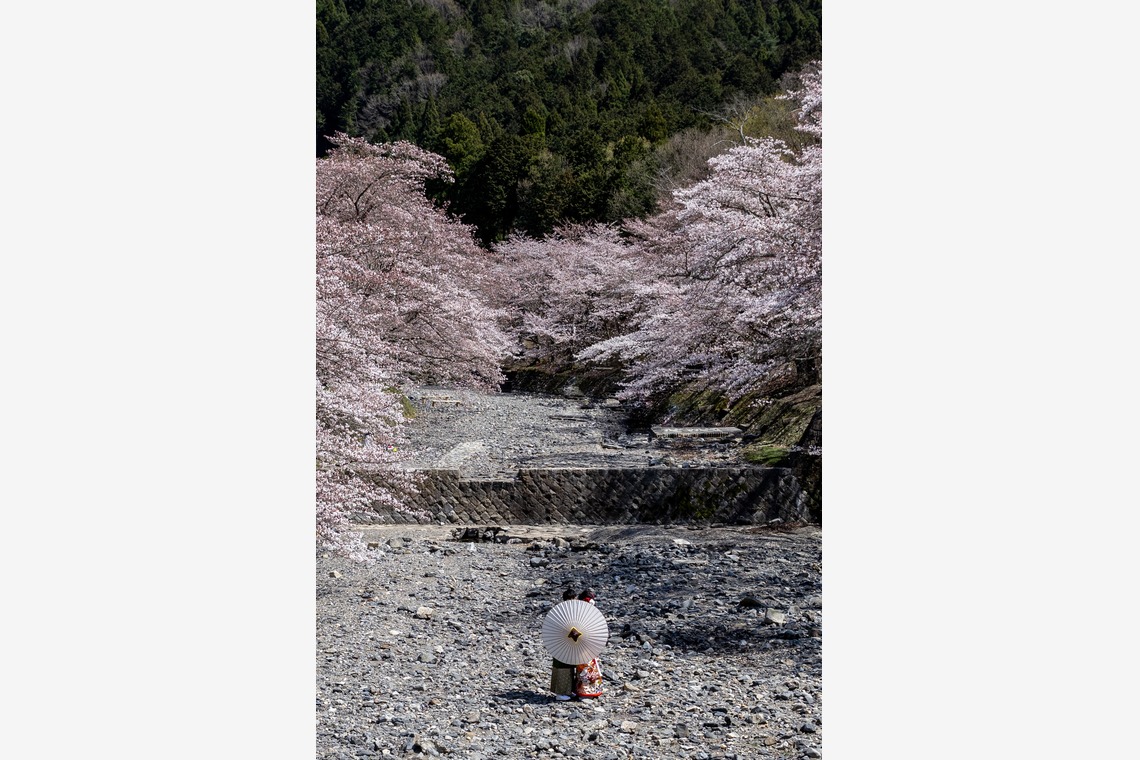 Photo of Kyoto　Prewedding photo with cherryblossom taken by saruco(Hisashi Iwasaki)