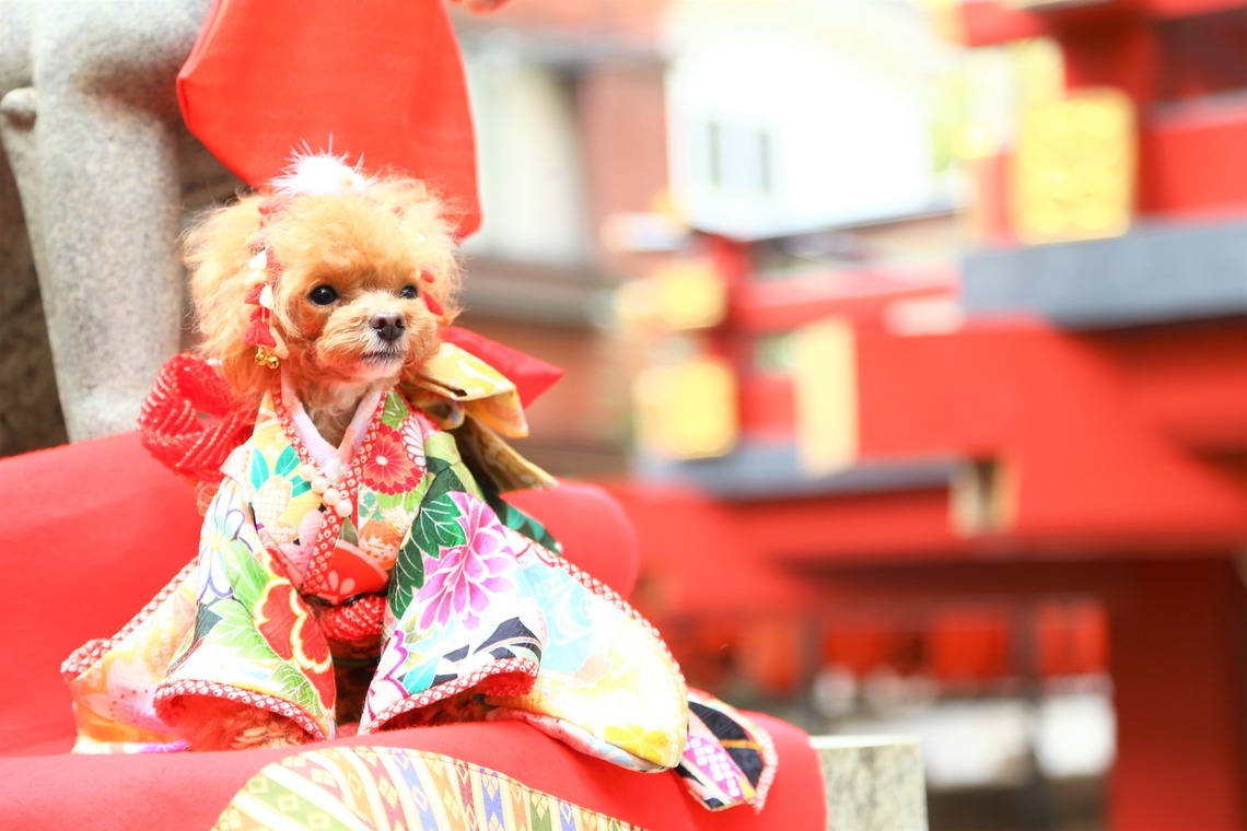 Photographer  Tomoが撮影した写真のアルバム「わんちゃん七五三」