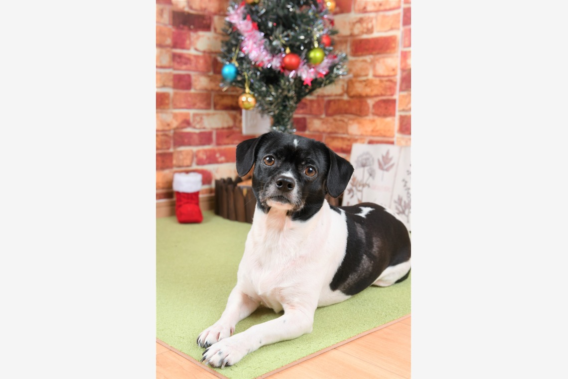 Photo la feliceが撮影した「Photo la felice」の写真