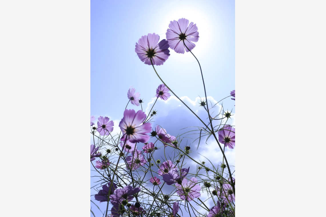 写真屋gonree　阿波根里恵が撮影した「風景写真（コスモス）」の写真