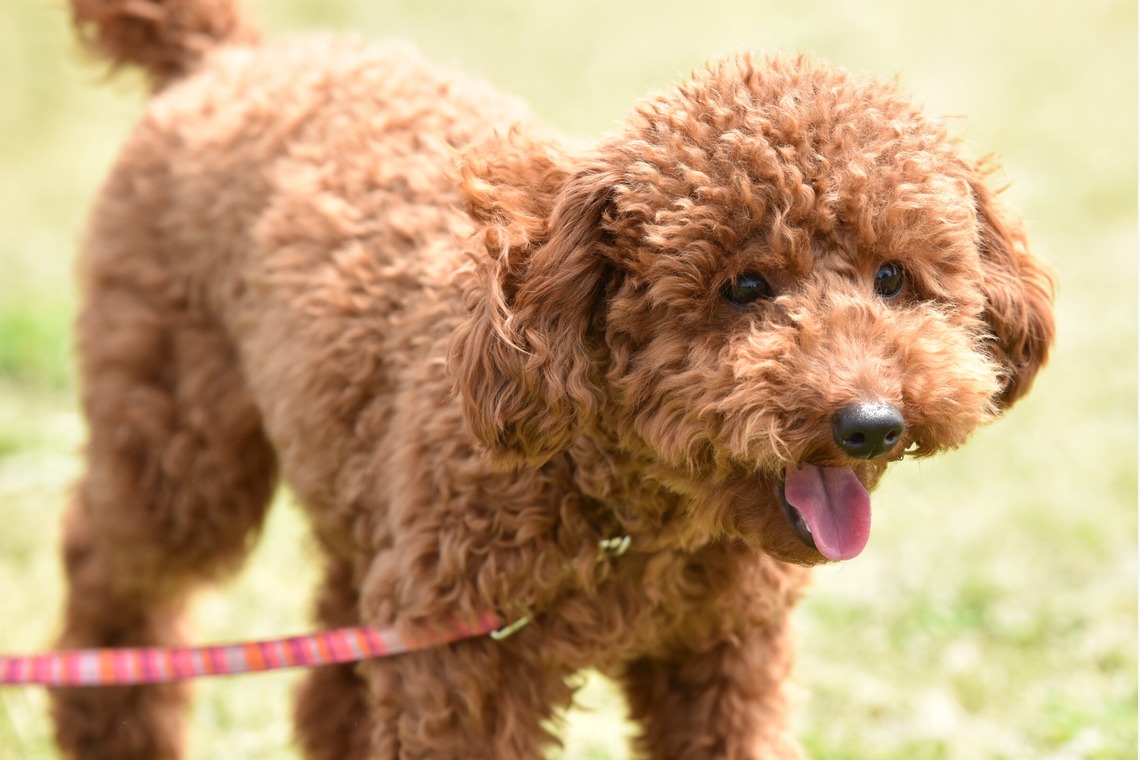 大熊和輝が撮影した「ペット撮影」の写真