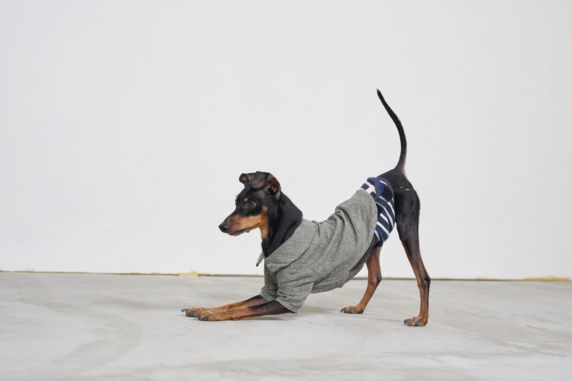 クリエイティブツリーが撮影した写真のアルバム「ペット撮影」