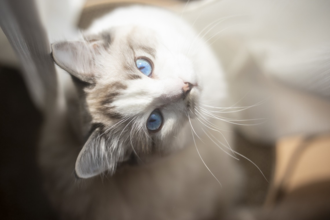 二葉が撮影した「ペットフォト」の写真