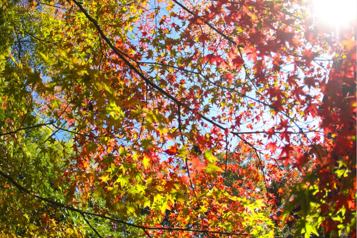 スマイルハンターが撮影した「七五三ロケーション撮影」の写真