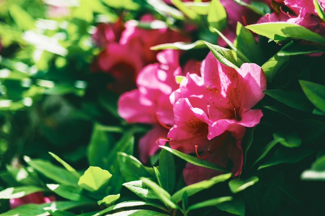 堀内 陽希が撮影した「植物」の写真
