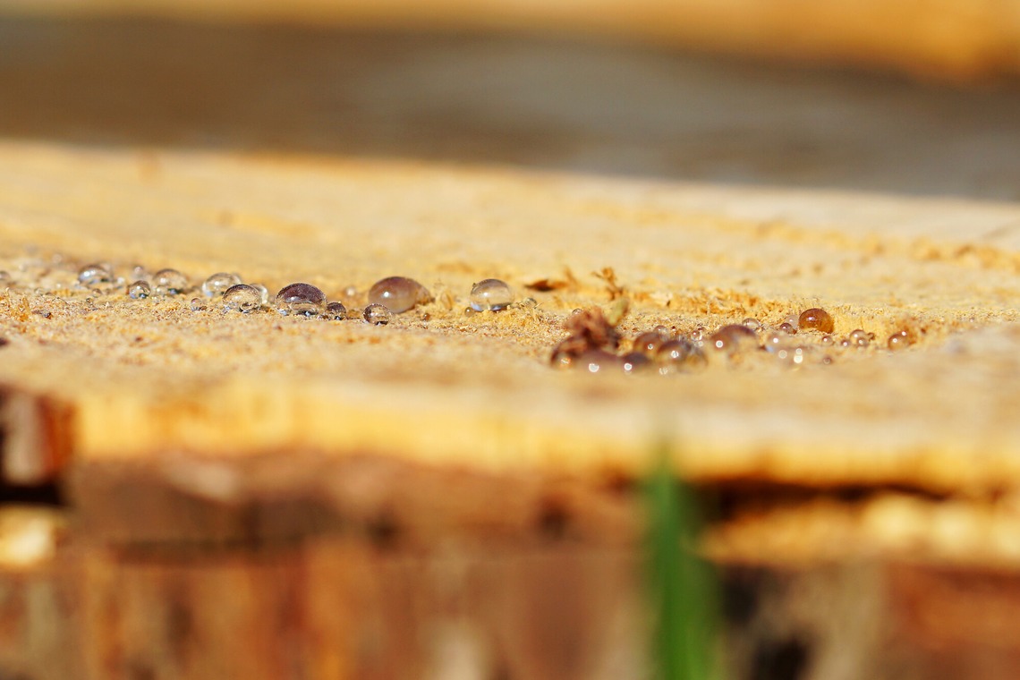 出張撮影のメモリーズが撮影した「nature-アラカルト」の写真