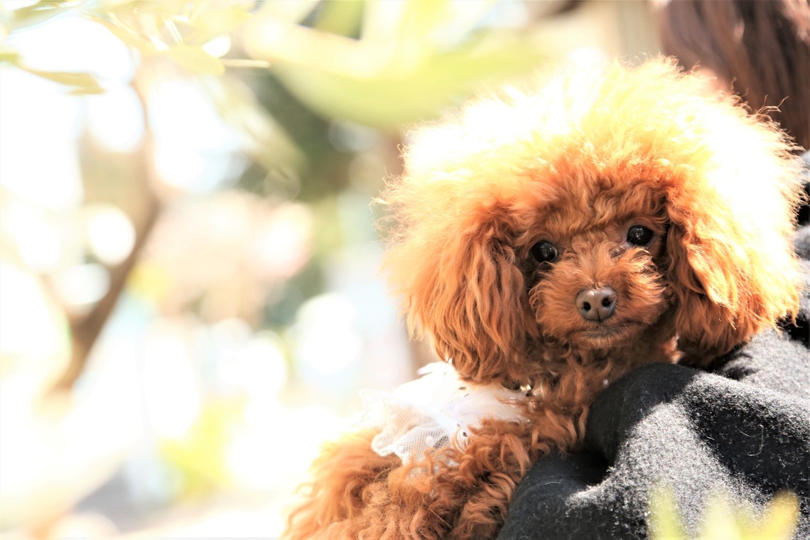 Photographer  Tomoが撮影した写真のアルバム「ペット撮影」