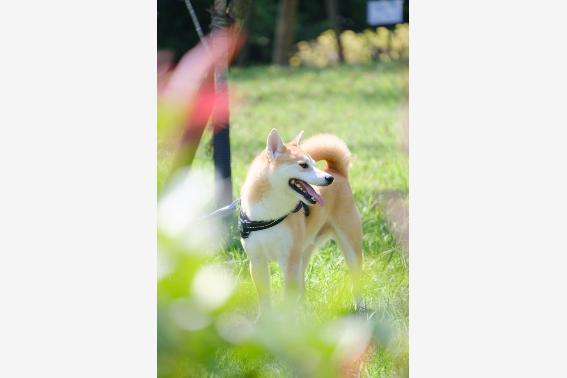 Album of the Engagement Photography taken by 高夏写真店 - couple photo shoot