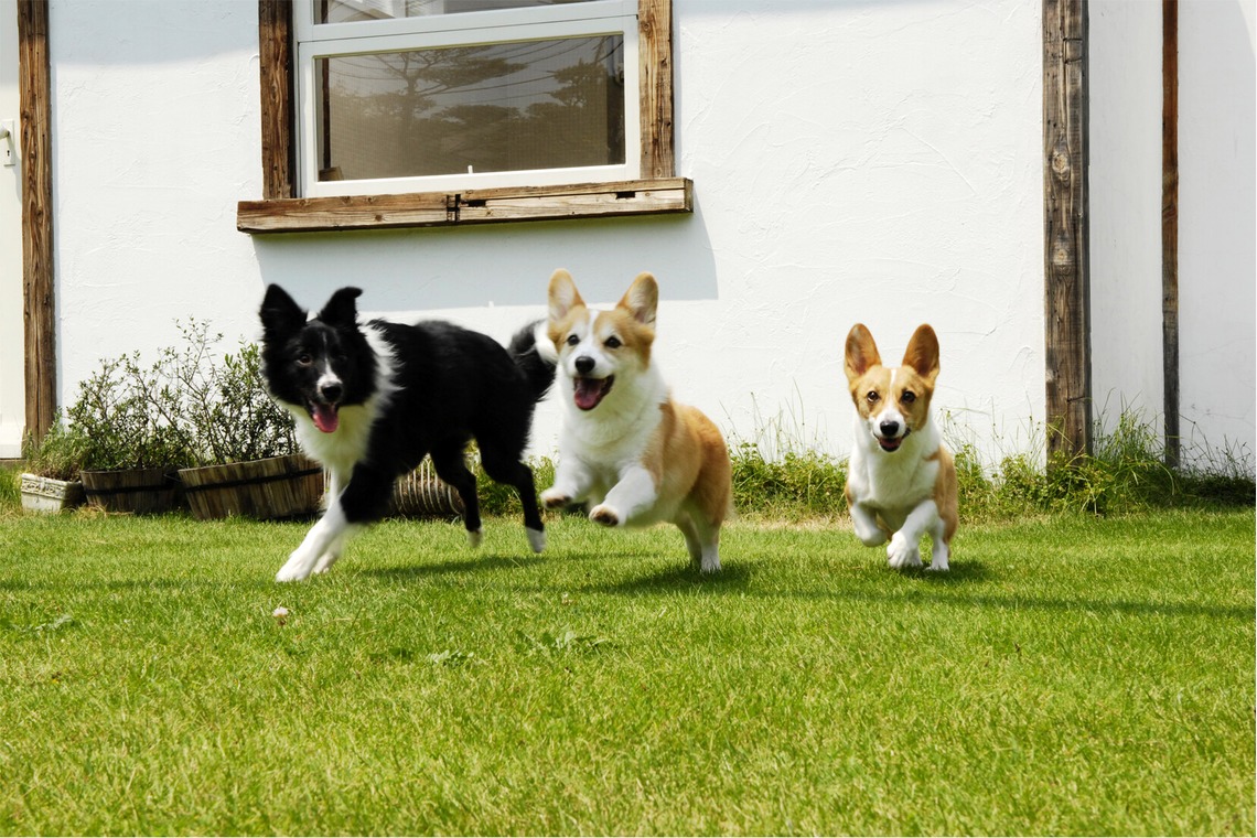 クマが撮影した「ファミリーのお写真　ペットのお写真」の写真