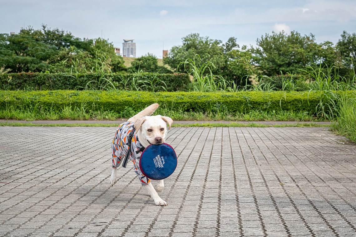 吉田佳央が撮影した「DOG SHOOTING」の写真