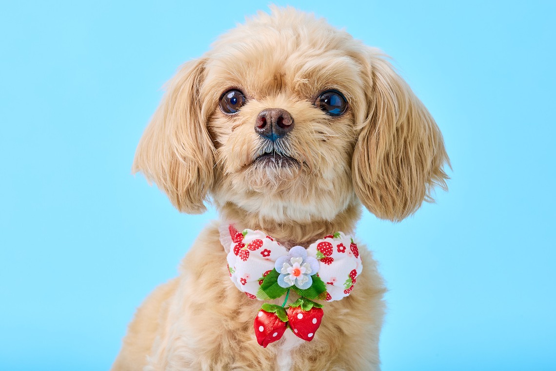 クリエイティブツリー