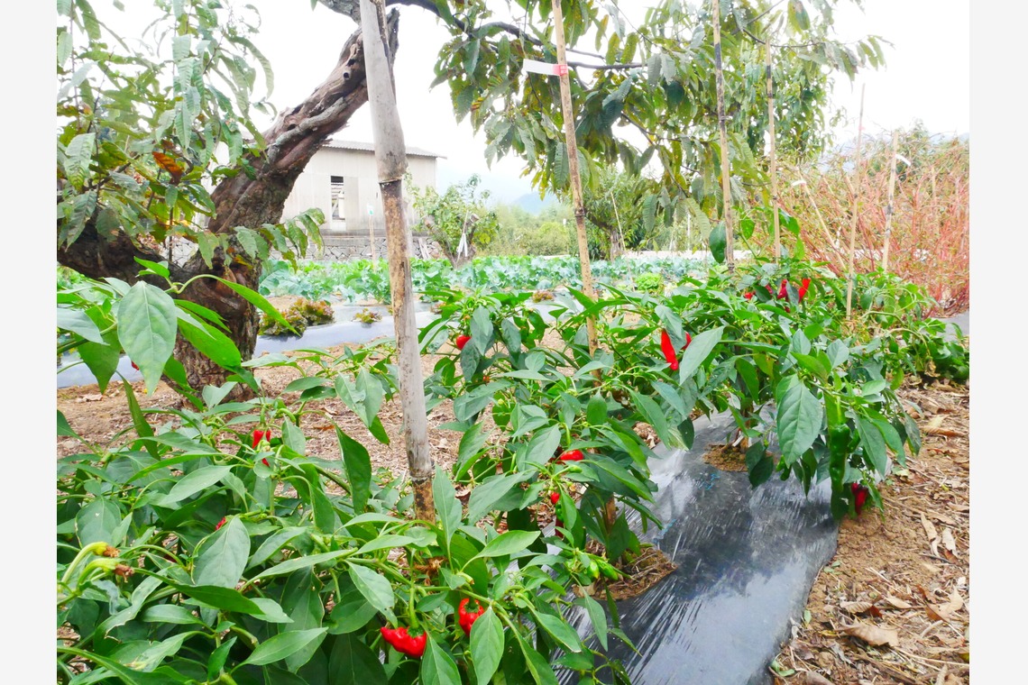 ant10.が撮影した「農家」の写真