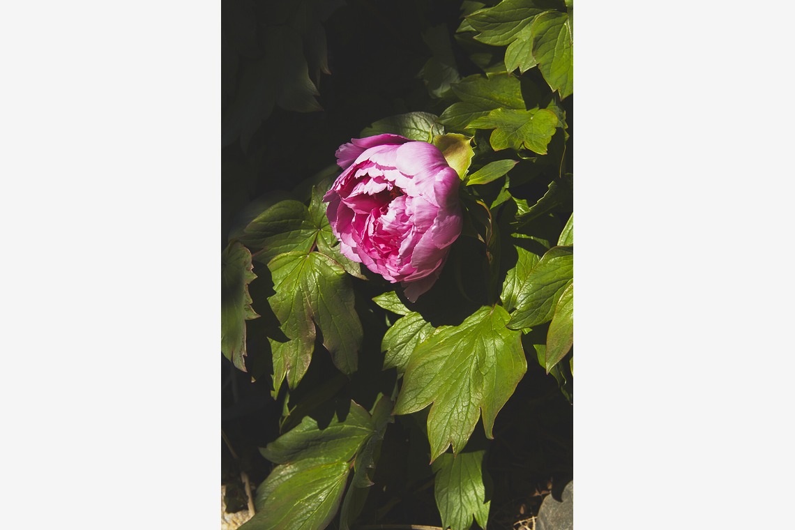 内山慎也が撮影した「植物」の写真