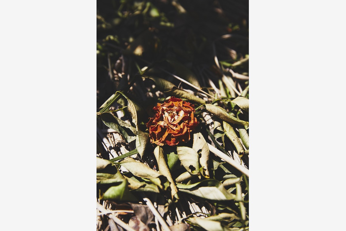 内山慎也が撮影した「植物」の写真