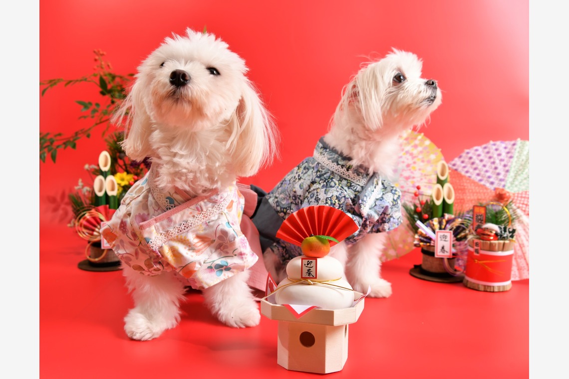 Photo la feliceが撮影した「Photo la felice」の写真