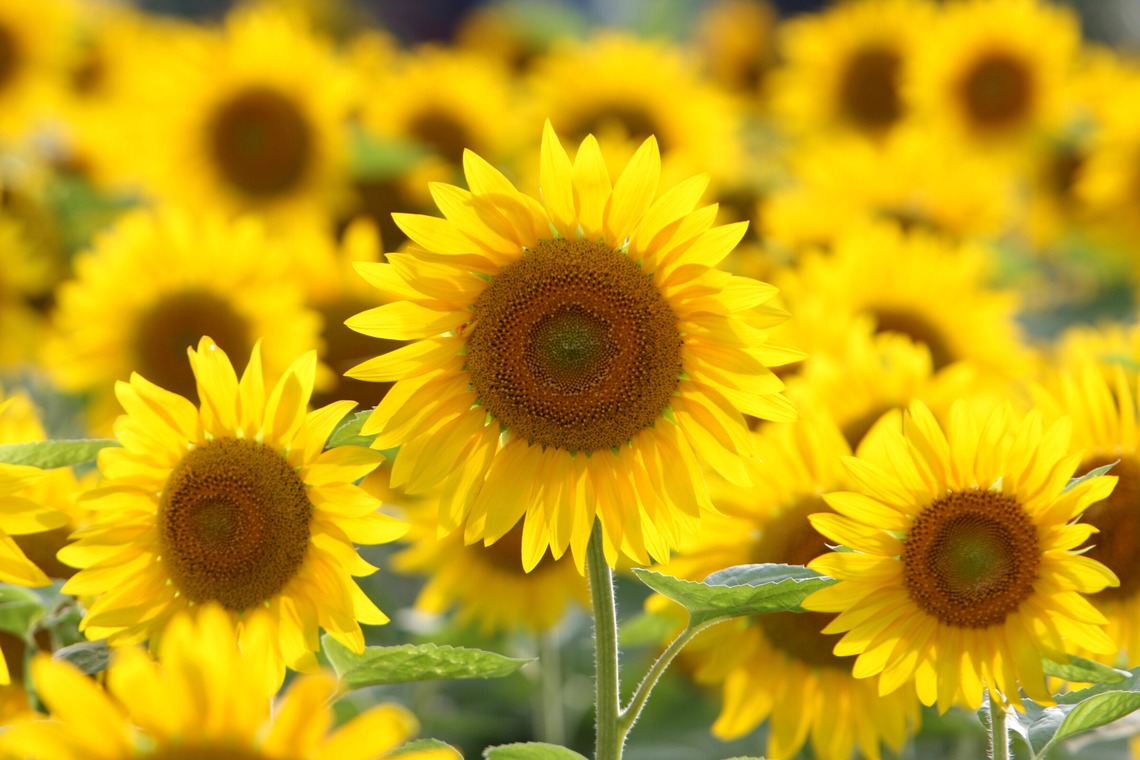 瀬井美明が撮影した写真のアルバム「海外・国内」