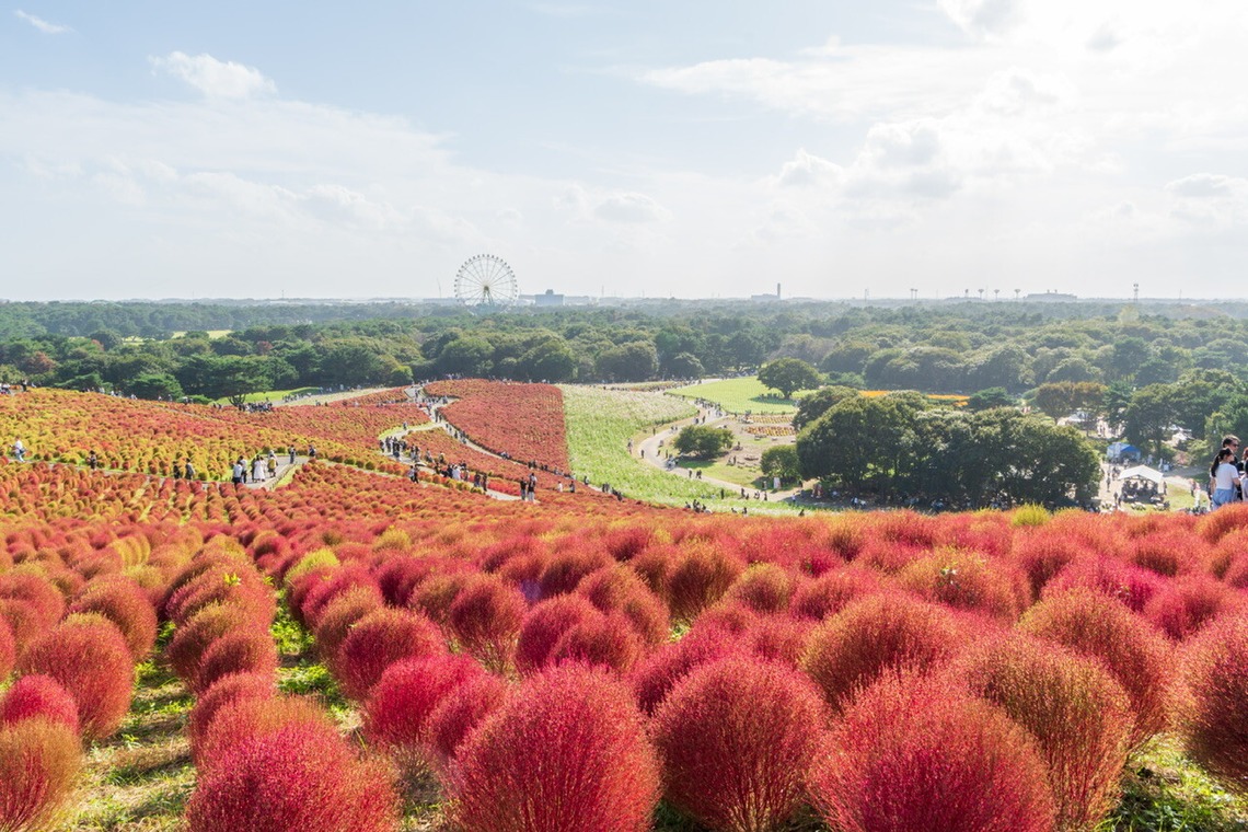 パッチー・クリエイツ
