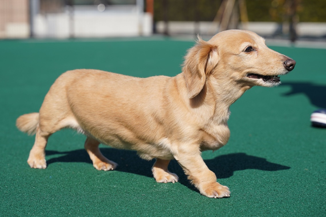 出張撮影くろめっとが撮影した写真のアルバム「動物病院例」