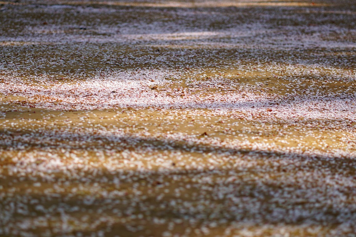 出張撮影のメモリーズが撮影した「nature-アラカルト」の写真