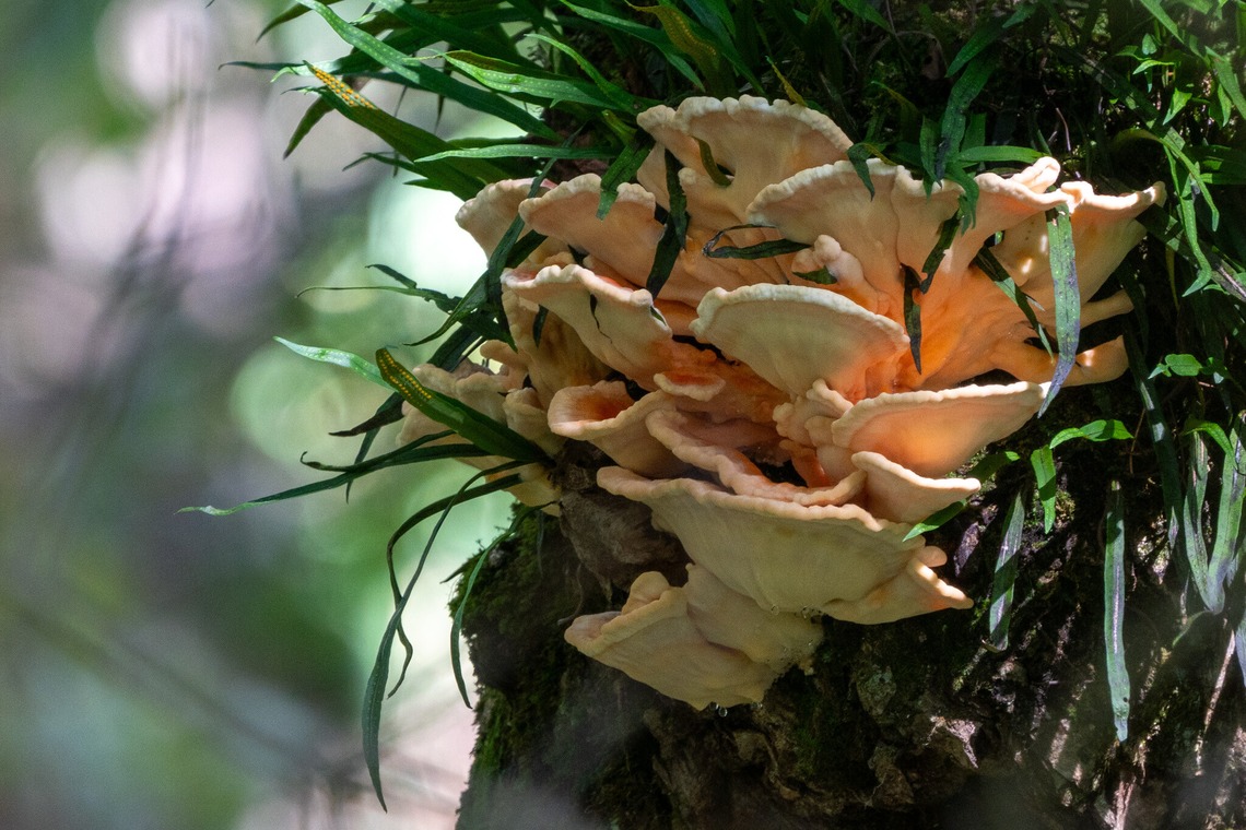 Yファクトリーが撮影した「マスタケ」の写真