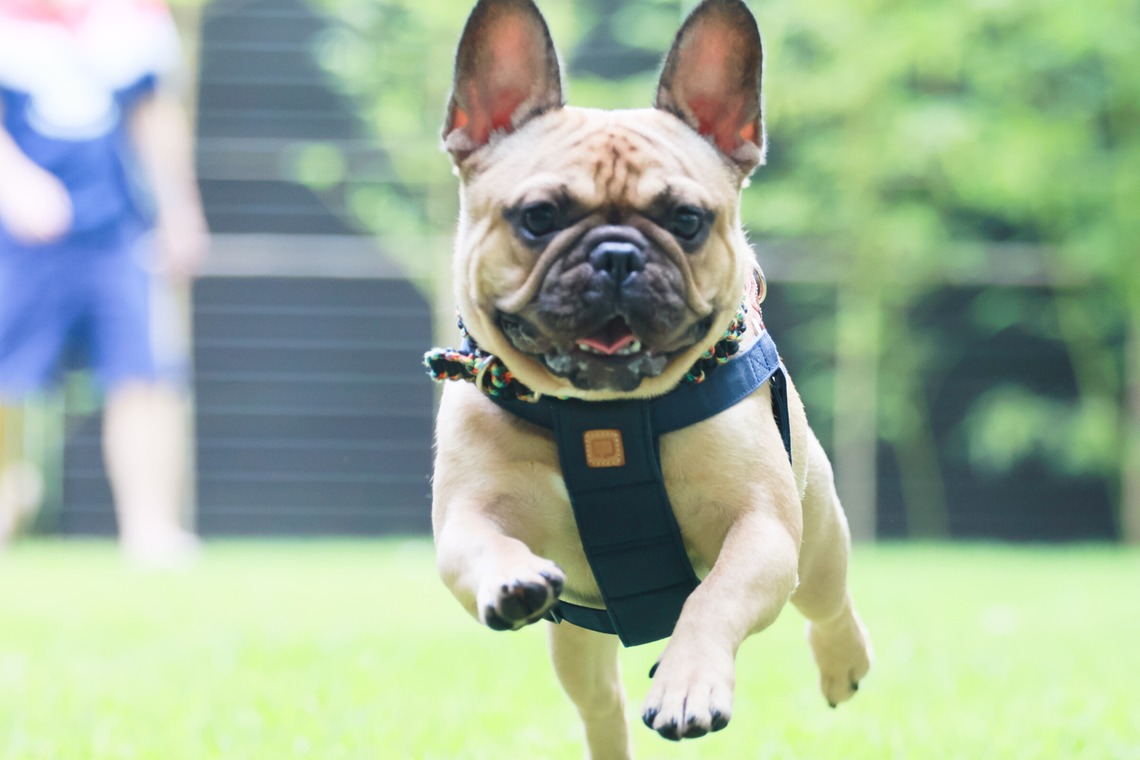 外川博己が撮影した「ペット撮影」の写真