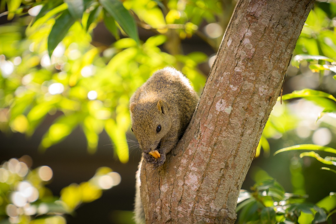 Aya Petite Photographyが撮影した「七五三出張撮影」の写真