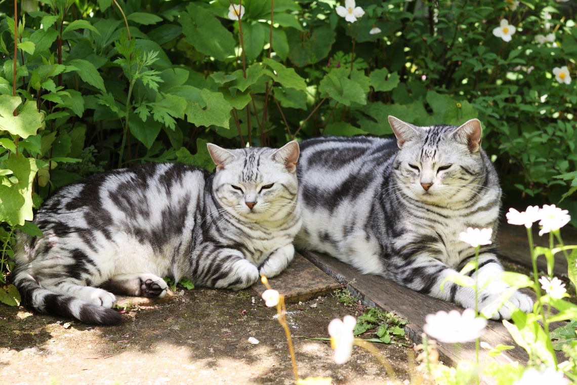 森安　照が撮影した「ペット撮影（犬・猫）」の写真